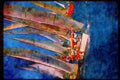 Sailing Boats 172098 Heavy Traffic At Antigua Race Week, 1991 A4 Limited Edition Watercolour Print