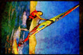 Sailing Sail Sailboarding 339003 Baja, Mexico, Late Afternoon A4 Limited Edition Watercolour Print