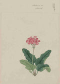 Sakura so primrose c1870 A4 Photo Print