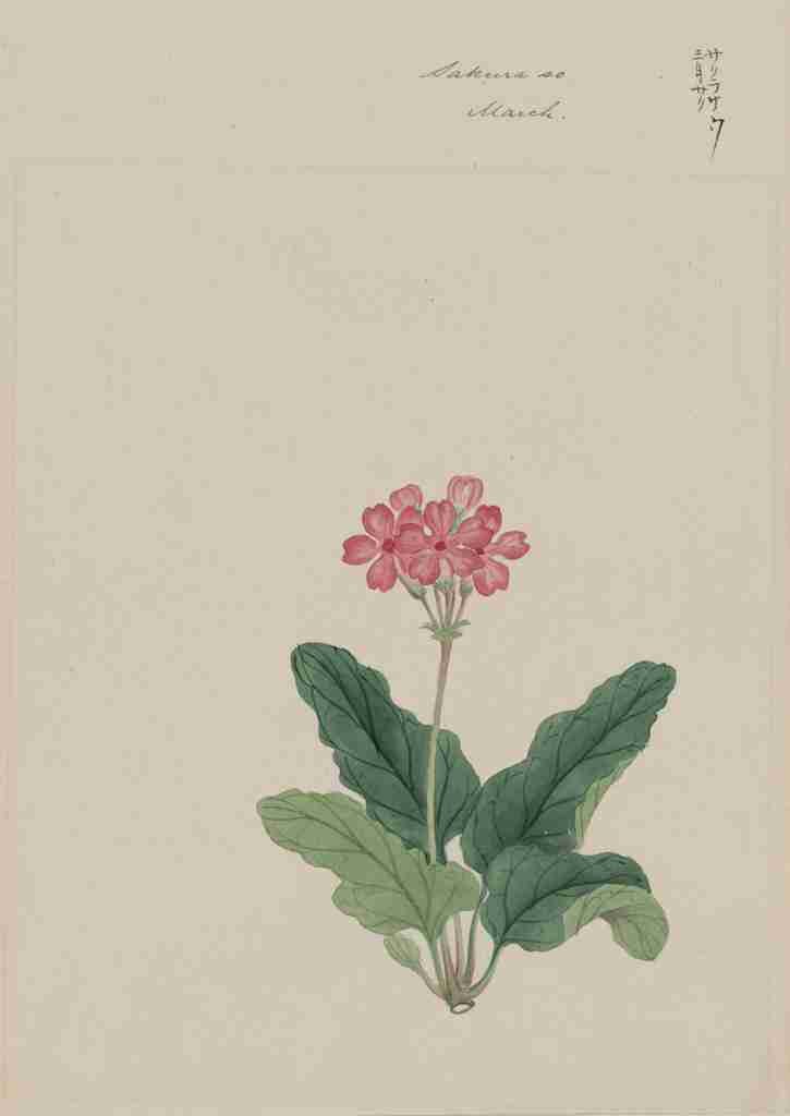 Sakura so primrose c1870 A4 Photo Print