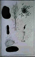 Salvador Dali salvador dali composition11 Art A4 Photo Print