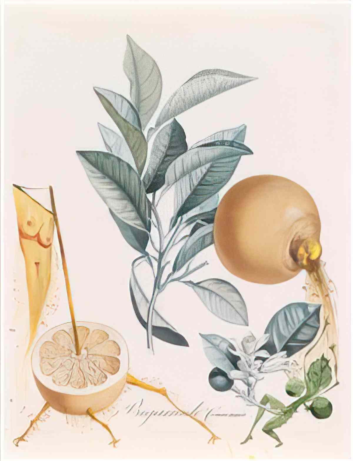 Salvador Dali salvador dali pamplemousse erotique Art A4 Photo Print