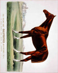 Salvator Horse A4 Photo Print