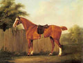 Sartorius John Nost A Chestnut Hunter Tethered To A Fence A4 Photo Print