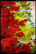 Scenic Japan 249031 Japanese Maple A4 Limited Edition Watercolour Print