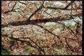 Scenic Japan 249048 Branch Of A Cherry Tree A4 Limited Edition Watercolour Print