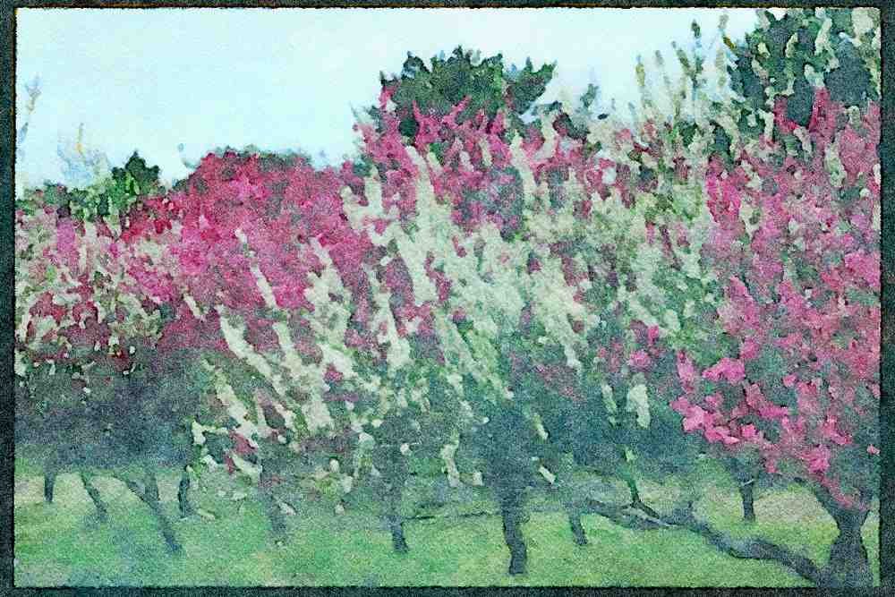 Scenic Japan 249098 Blossoms In Nara A4 Limited Edition Watercolour Print