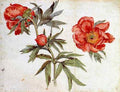 Schongauer Martin Study Of Peonines  A4 Photo Print