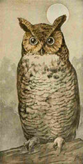 Schuyler Mathews 1921 Great Horned Owl A4 Photo Print