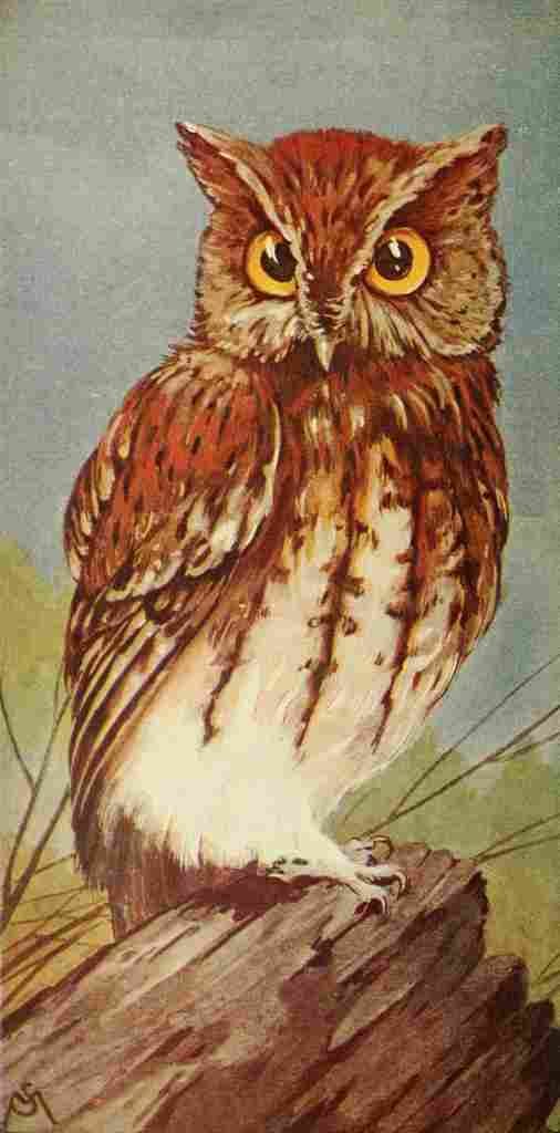Schuyler Mathews Birds 1921 Screech Owl A4 Photo Print