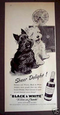 Scotch Terriers Delight Vintage Retro Advert Ads A4 Photo Print