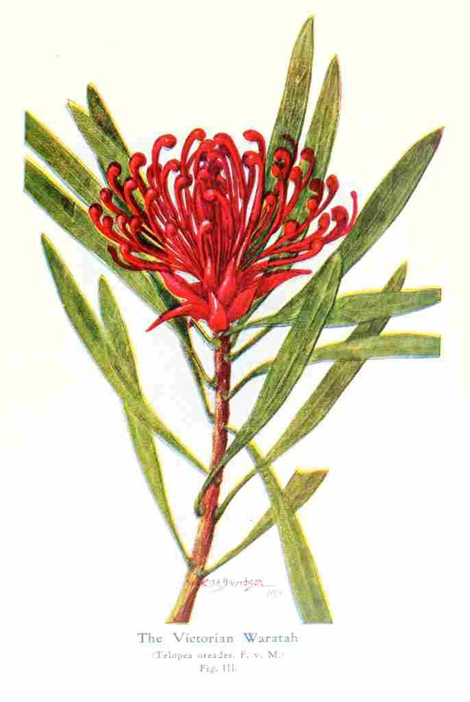 Scott James 1915 The Victorian Waratah A4 Photo Print