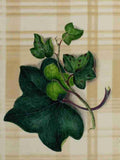 Scrap Book 1885 Ivy on Tartan Vintage A4 Photo Print
