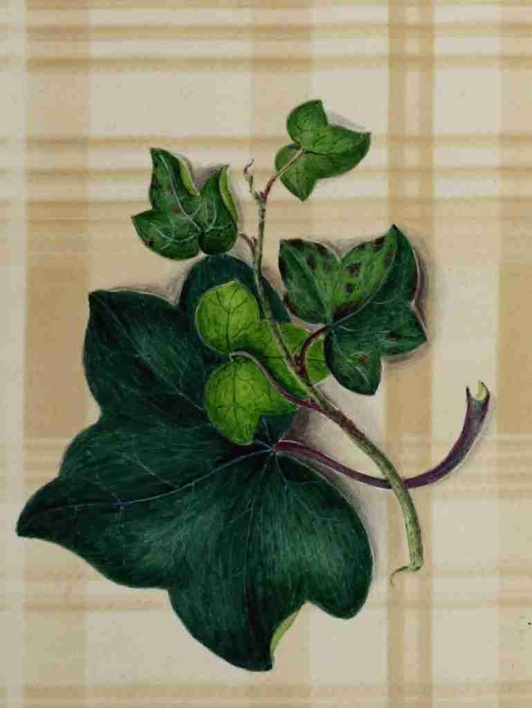 Scrap Book 1885 Ivy on Tartan A4 Photo Print