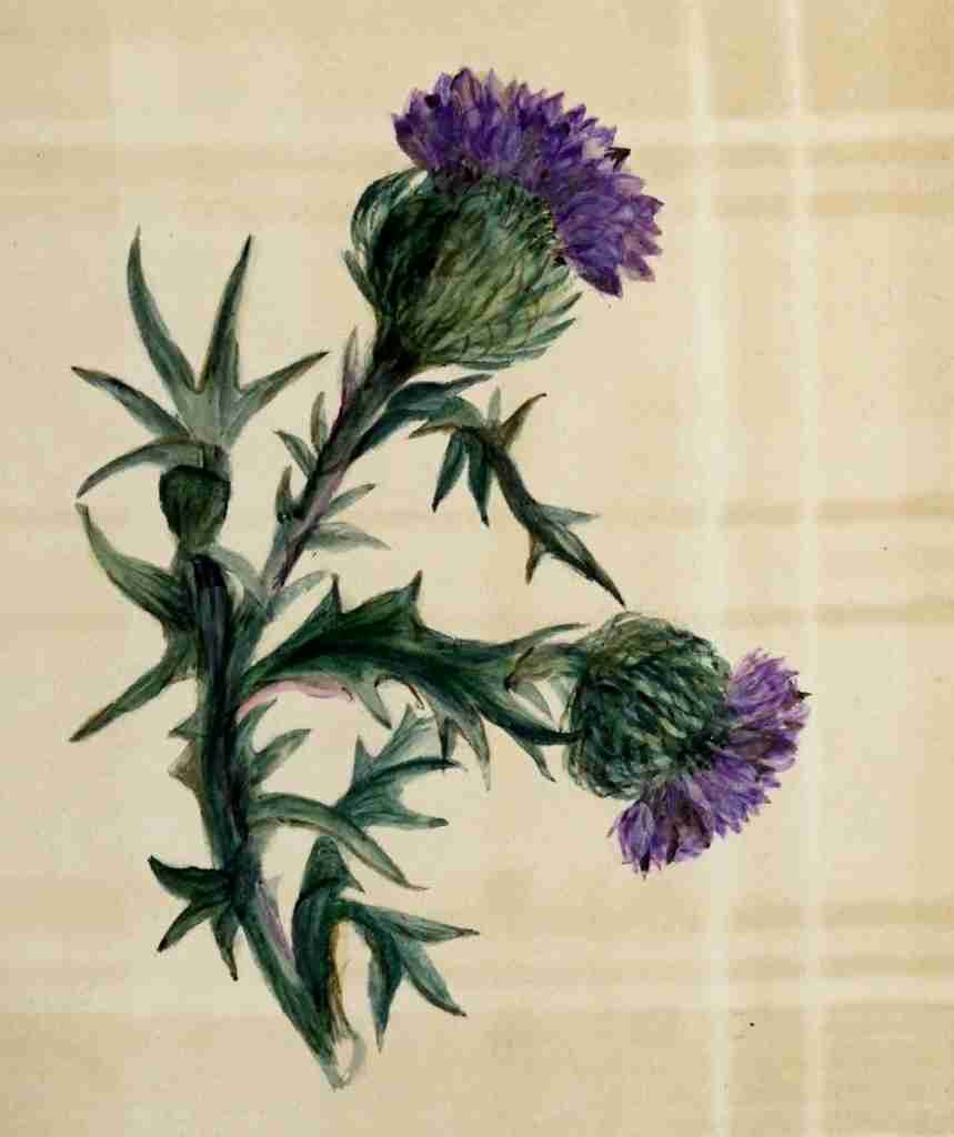 Scrap Book 1885 Thistle on Tartan A4 Photo Print