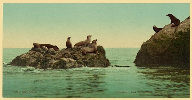 Seal Rocks Vintage A4 Photo Print