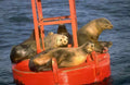 Seals Buoy Monterey A4 Photo Print