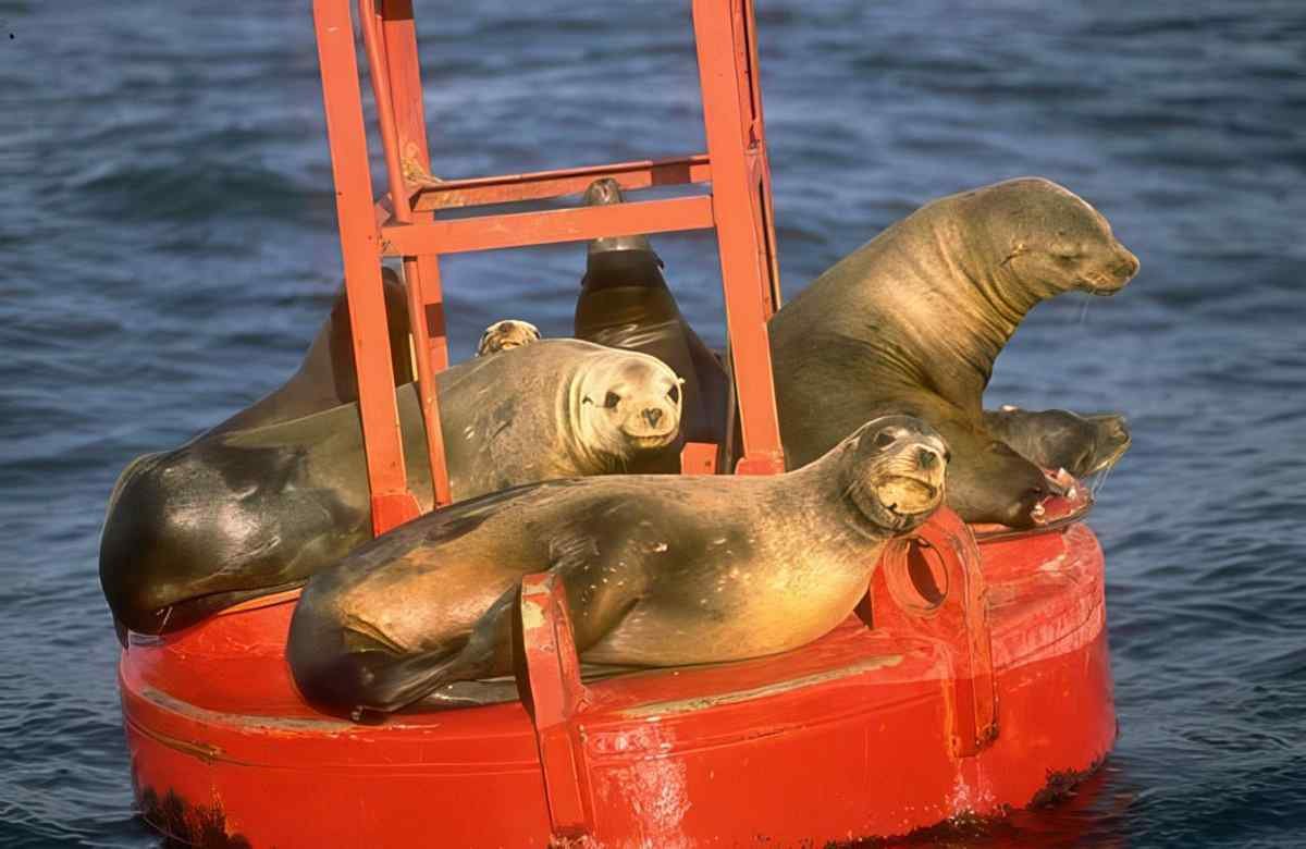 Seals Buoy Monterey A4 Photo Print