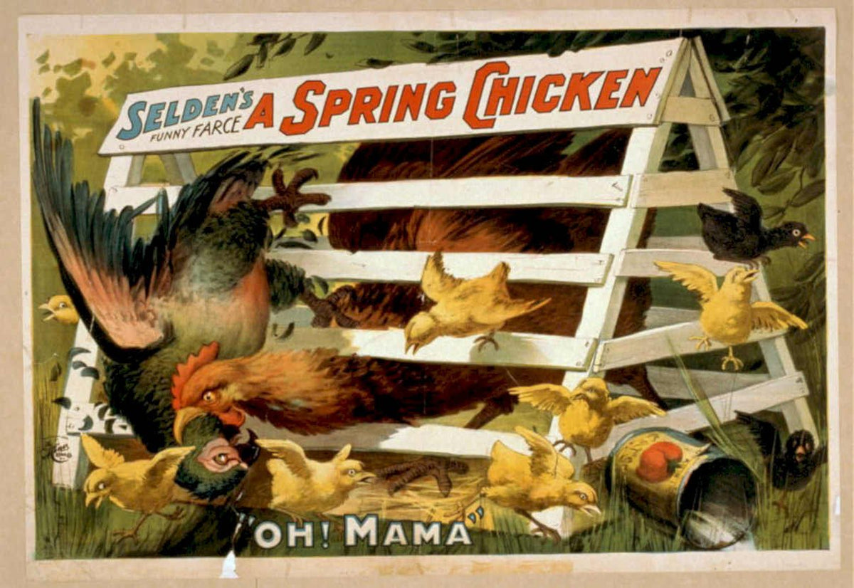 Seldons Spring Chicken Vintage Retro Advert Poster A4 Photo Print