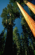 Sequoia Trees Yosemite A4 Photo Print