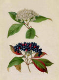 Serviceberry Berries Leaves Vintage Retro Advert Poster A4 Photo Print