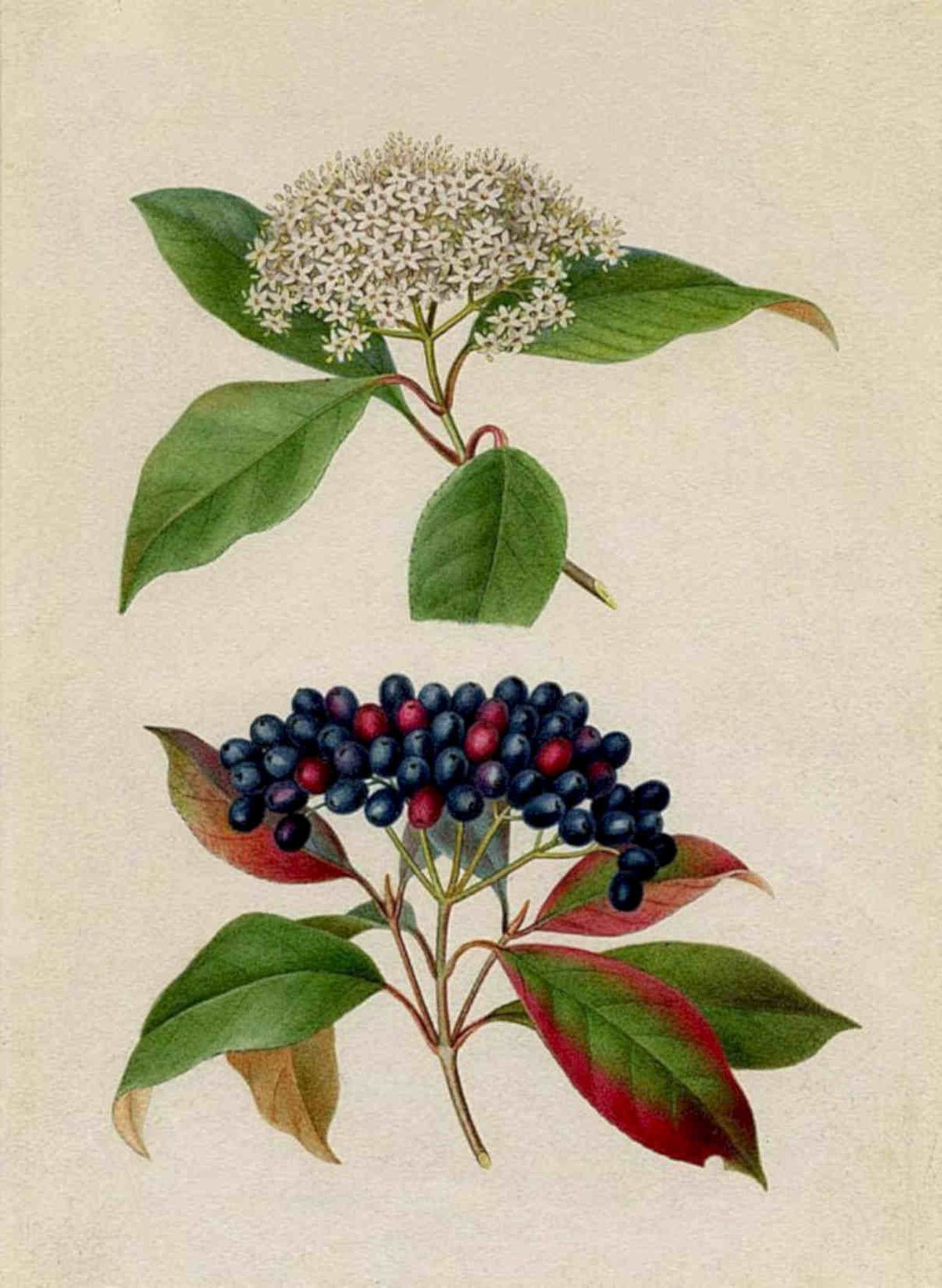 Serviceberry Berries Leaves Vintage Retro Advert Poster A4 Photo Print