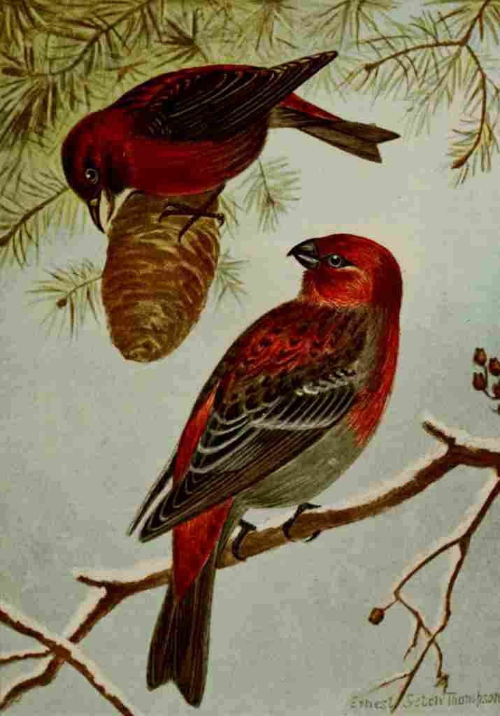 Seton Ernest 1901 Am Crossbill & Grosbeak A4 Photo Print