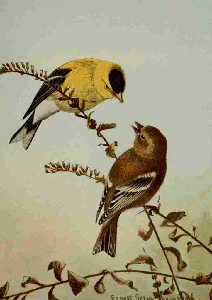 Seton Ernest 1901 American Goldfinch A4 Photo Print