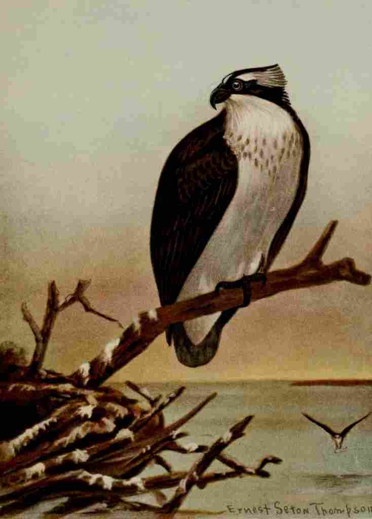 Seton Ernest 1901 American Osprey A4 Photo Print