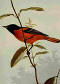 Seton Ernest 1901 Baltimore Oriole A4 Photo Print