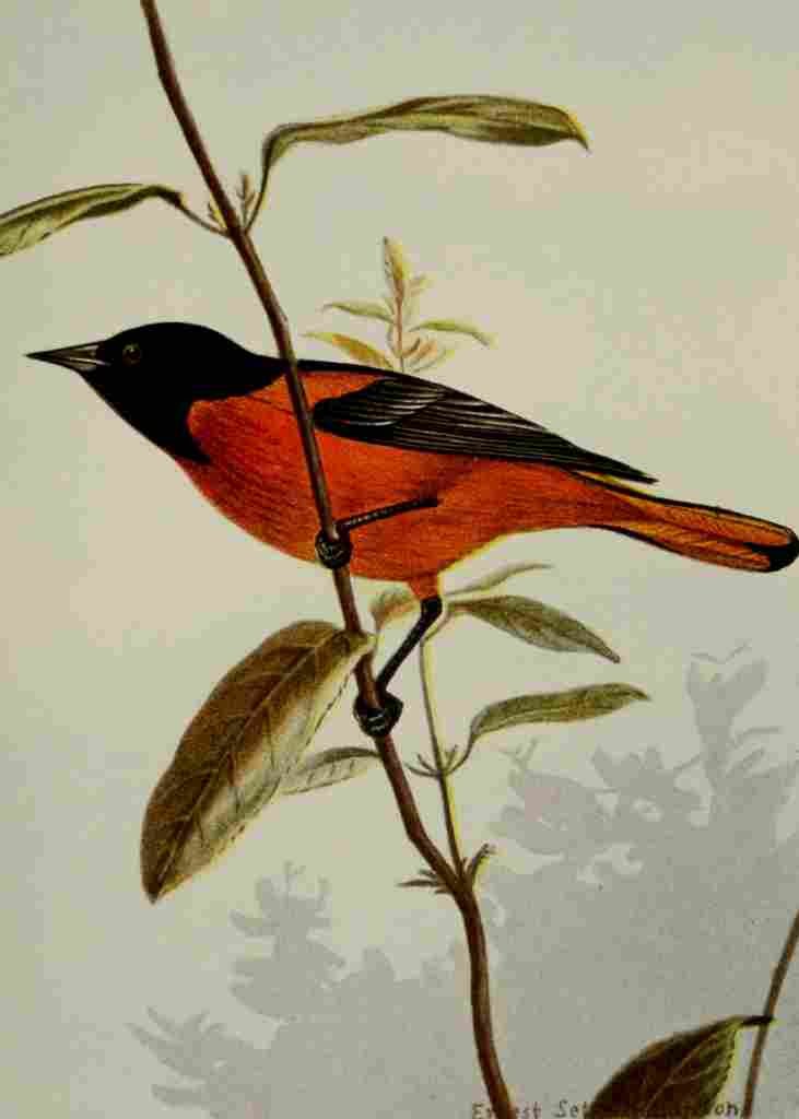 Seton Ernest 1901 Baltimore Oriole A4 Photo Print