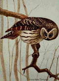 Seton Ernest 1901 Barred Owl A4 Photo Print