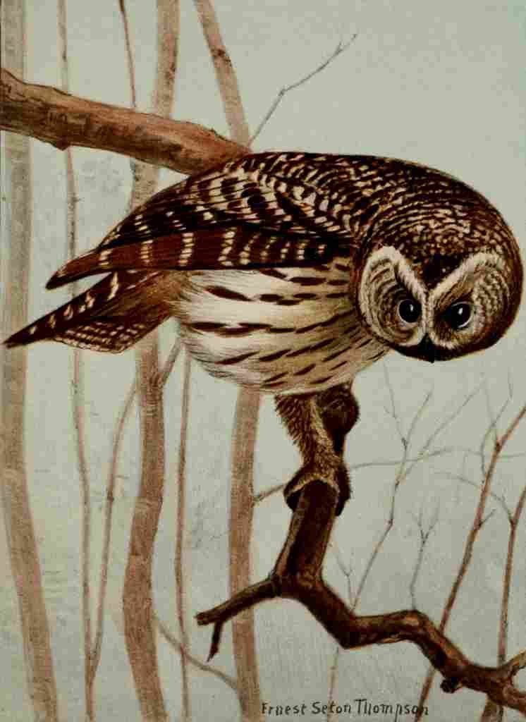 Seton Ernest 1901 Barred Owl A4 Photo Print