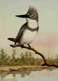 Seton Ernest 1901 Belted Kingfisher A4 Photo Print