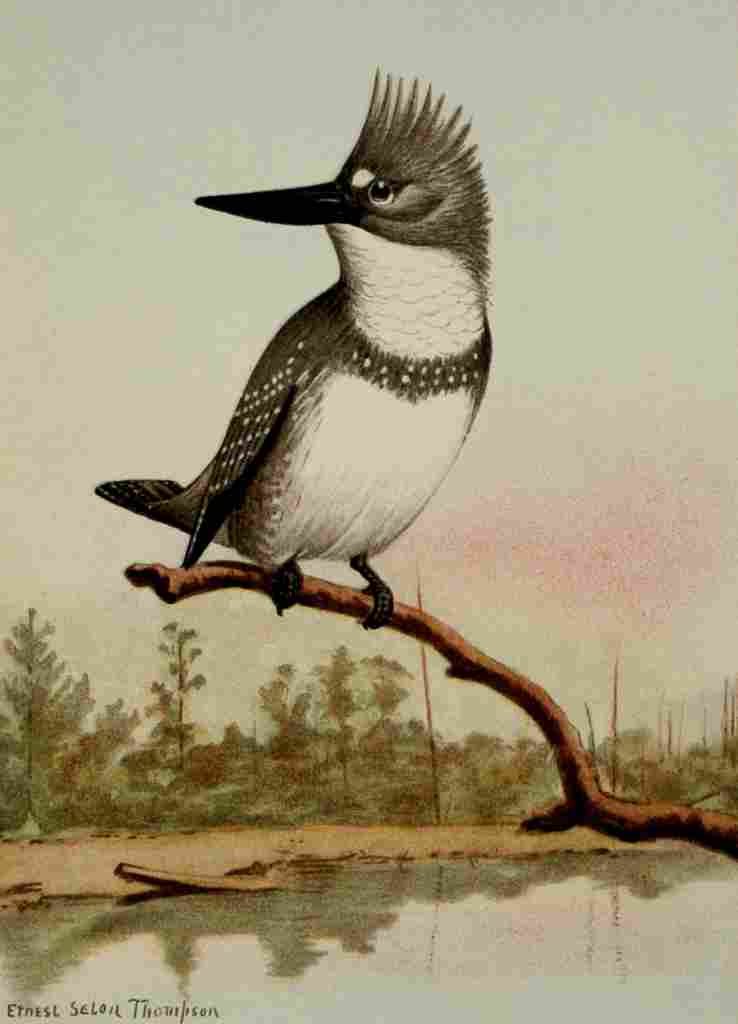 Seton Ernest 1901 Belted Kingfisher A4 Photo Print