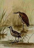 Seton Ernest 1901 Bittern & Sora A4 Photo Print