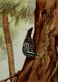 Seton Ernest 1901 Black & White Warbler A4 Photo Print