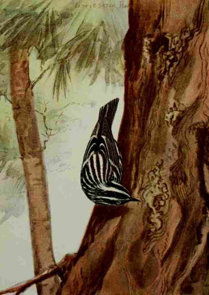 Seton Ernest 1901 Black & White Warbler A4 Photo Print