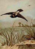 Seton Ernest 1901 Bobolink A4 Photo Print