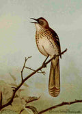Seton Ernest 1901 Brown Thrasher A4 Photo Print