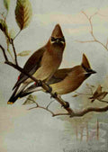 Seton Ernest 1901 Cedar Waxwing A4 Photo Print