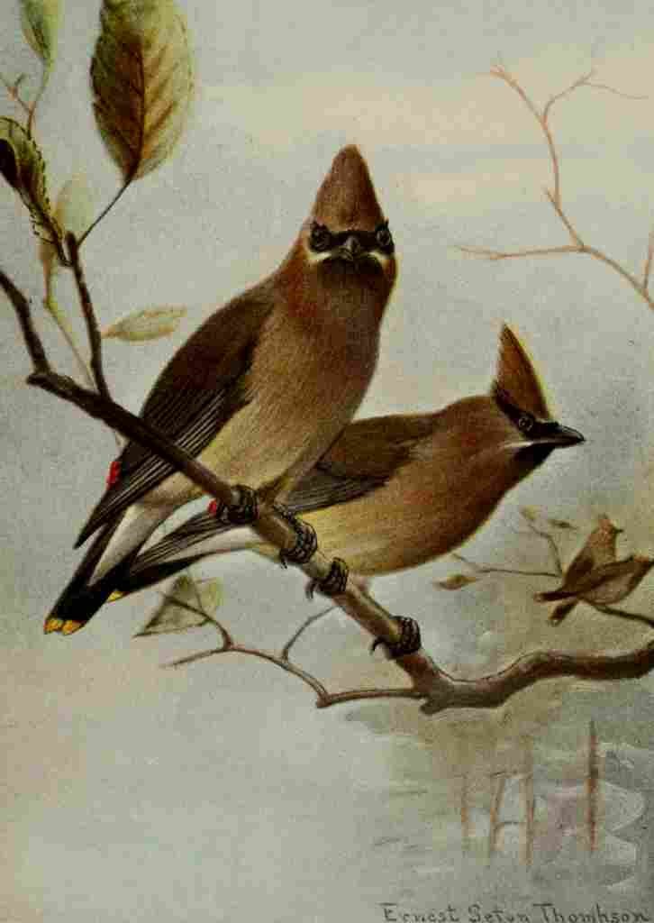Seton Ernest 1901 Cedar Waxwing A4 Photo Print