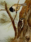 Seton Ernest 1901 Chickadee & Brown Creeper A4 Photo Print