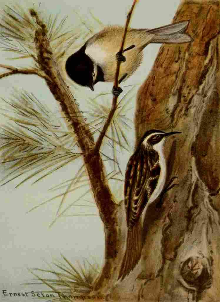 Seton Ernest 1901 Chickadee & Brown Creeper A4 Photo Print