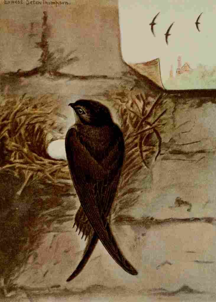 Seton Ernest 1901 Chimney Swift A4 Photo Print