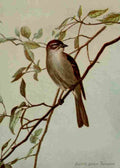 Seton Ernest 1901 Chipping Sparrow A4 Photo Print