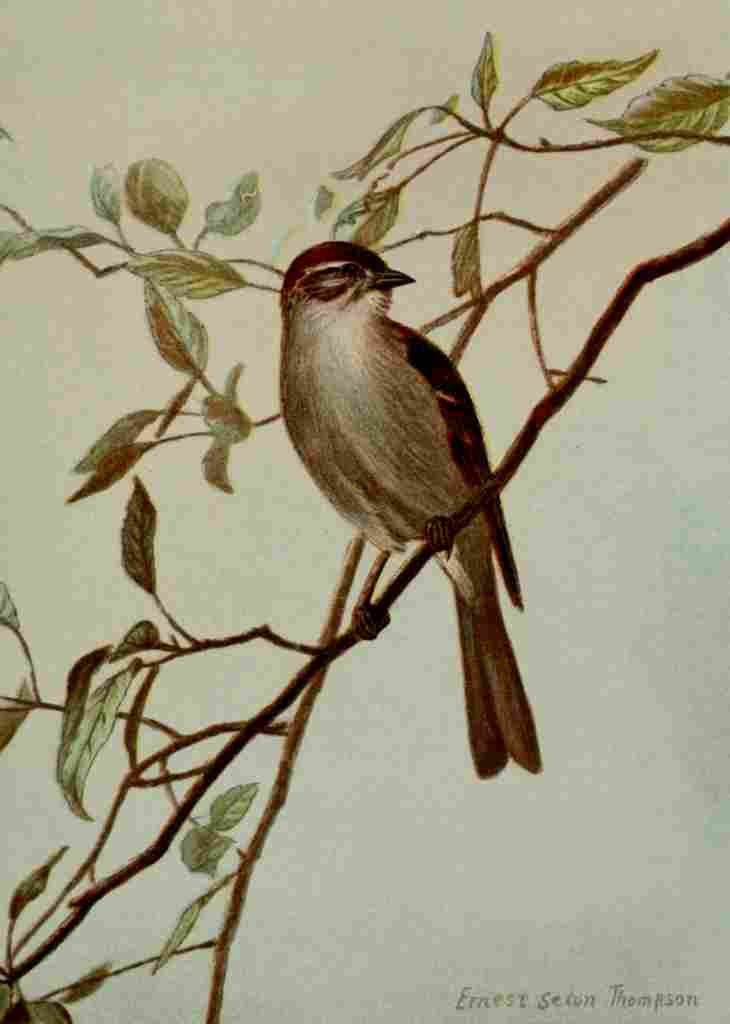 Seton Ernest 1901 Chipping Sparrow A4 Photo Print
