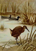 Seton Ernest 1901 Coot & Clapper Rail A4 Photo Print