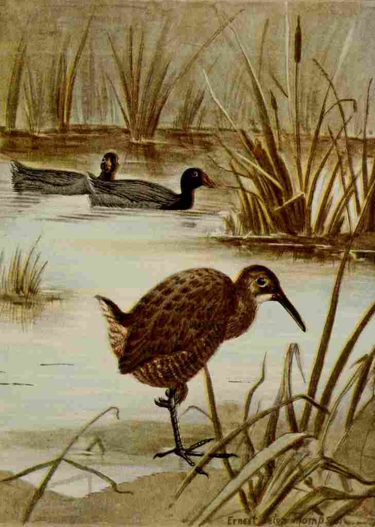Seton Ernest 1901 Coot & Clapper Rail A4 Photo Print