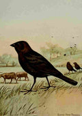 Seton Ernest 1901 Cowbird A4 Photo Print